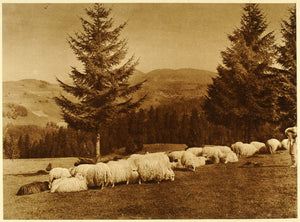 1932 Romania Sheep Flock Detunata Mountains Landscape - ORIGINAL RM4