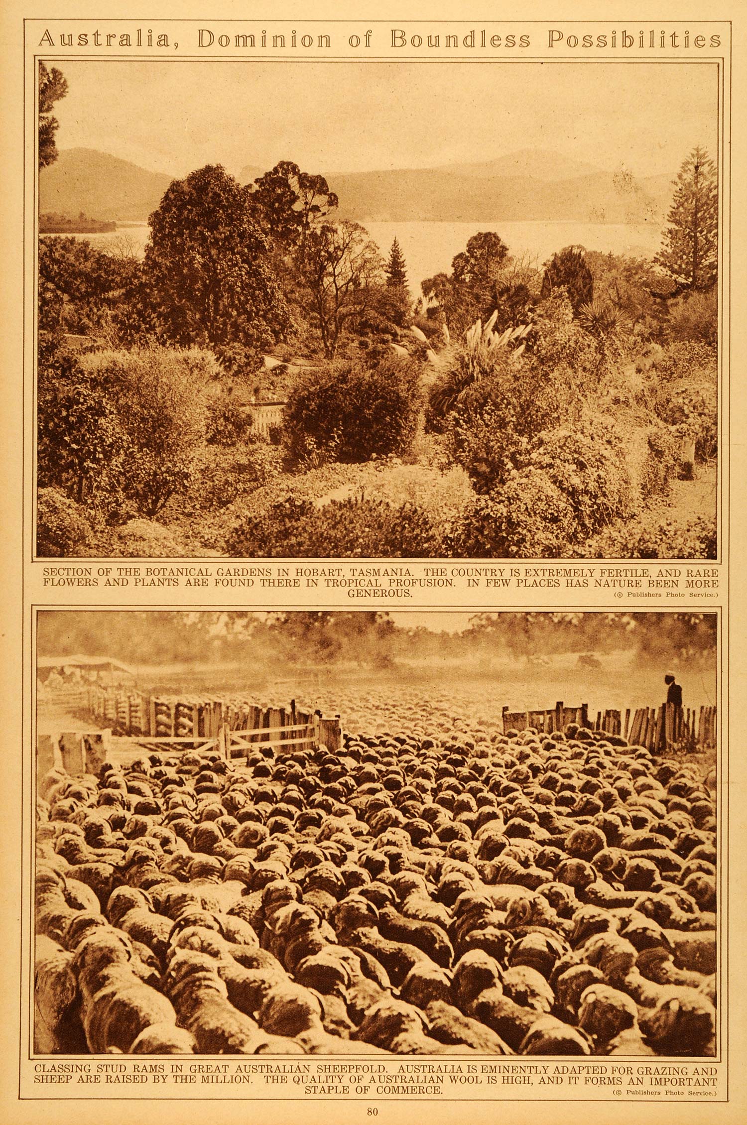 1922 Rotogravure Australia Hobart Tasmania Australian Sheep Farming Historic