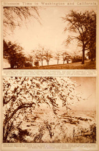 1923 Rotogravure Washington DC Japanese Cherry Trees Blossoms California Orchard