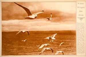 1923 Rotogravure Seagulls Atlantic Ocean Laridae Seabirds Gulls Birds Wildlife