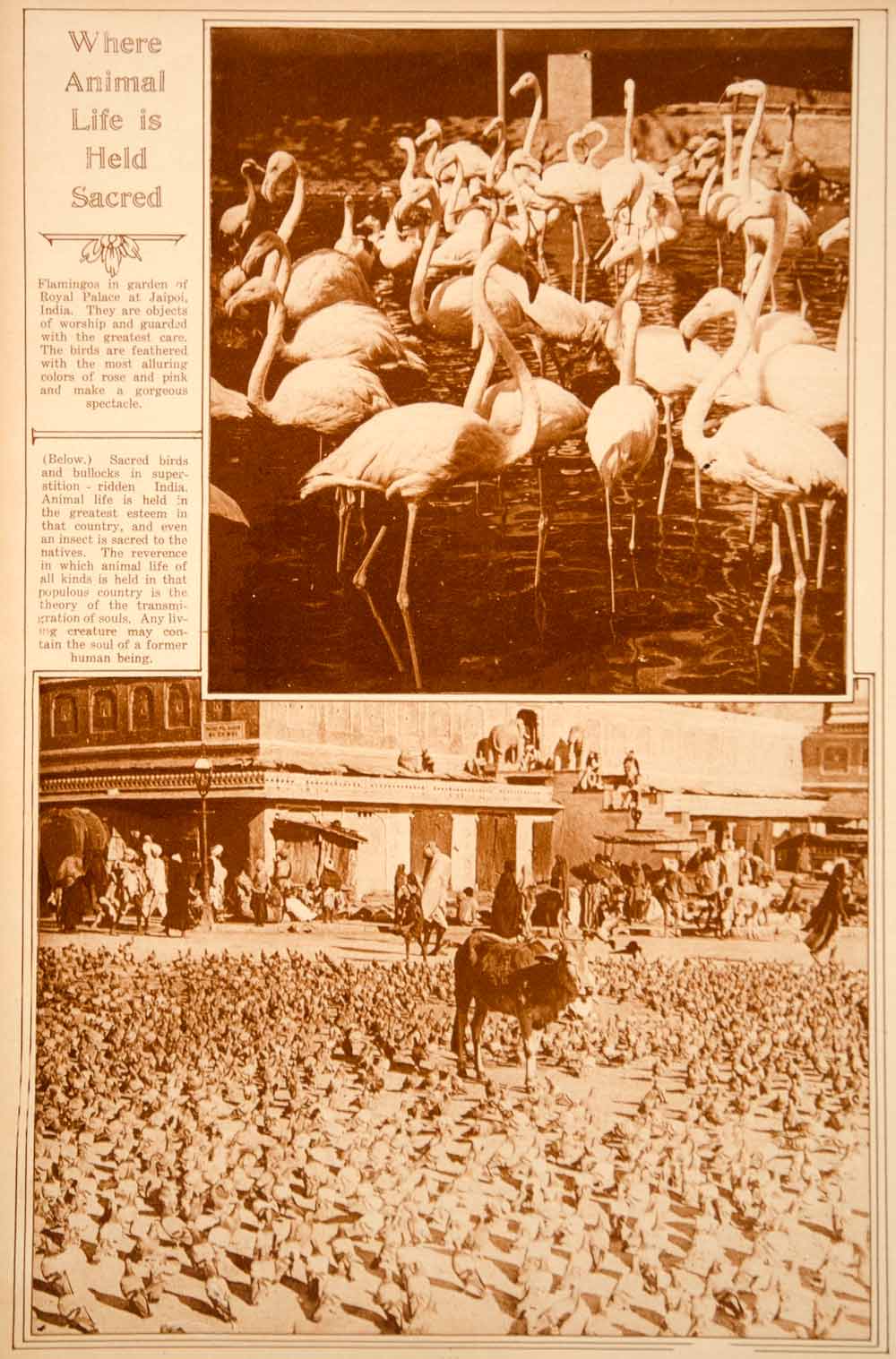 1923 Rotogravure Pink Flamingos Birds Cows Sacred Animals India Religion Worship
