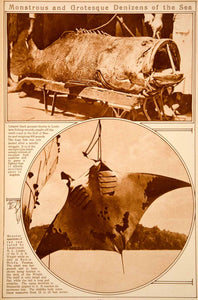 1923 Rotogravure Fish Black Grouper Devil Fish Eagle Ray Stingray Marine Life