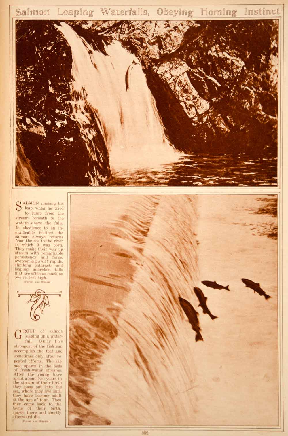 1923 Rotogravure Salmon Fish Jumping Upstream Waterfalls Spawning Grounds Return