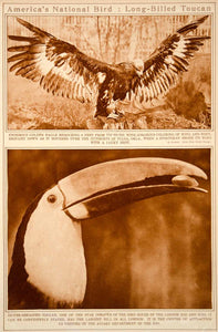 1923 Rotogravure Golden Eagle Long-billed Silver-breasted Toucan Wildlife Birds