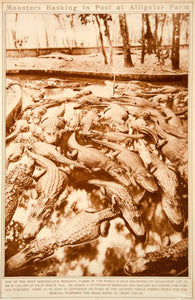 1923 Rotogravure Alligators Breeding Farm Farming Palm Beach Florida Business