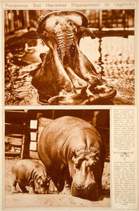 1923 Rotogravure Hippopotamus Baby Hippo Hippopotami Zoo Mammal Animal Wildlife