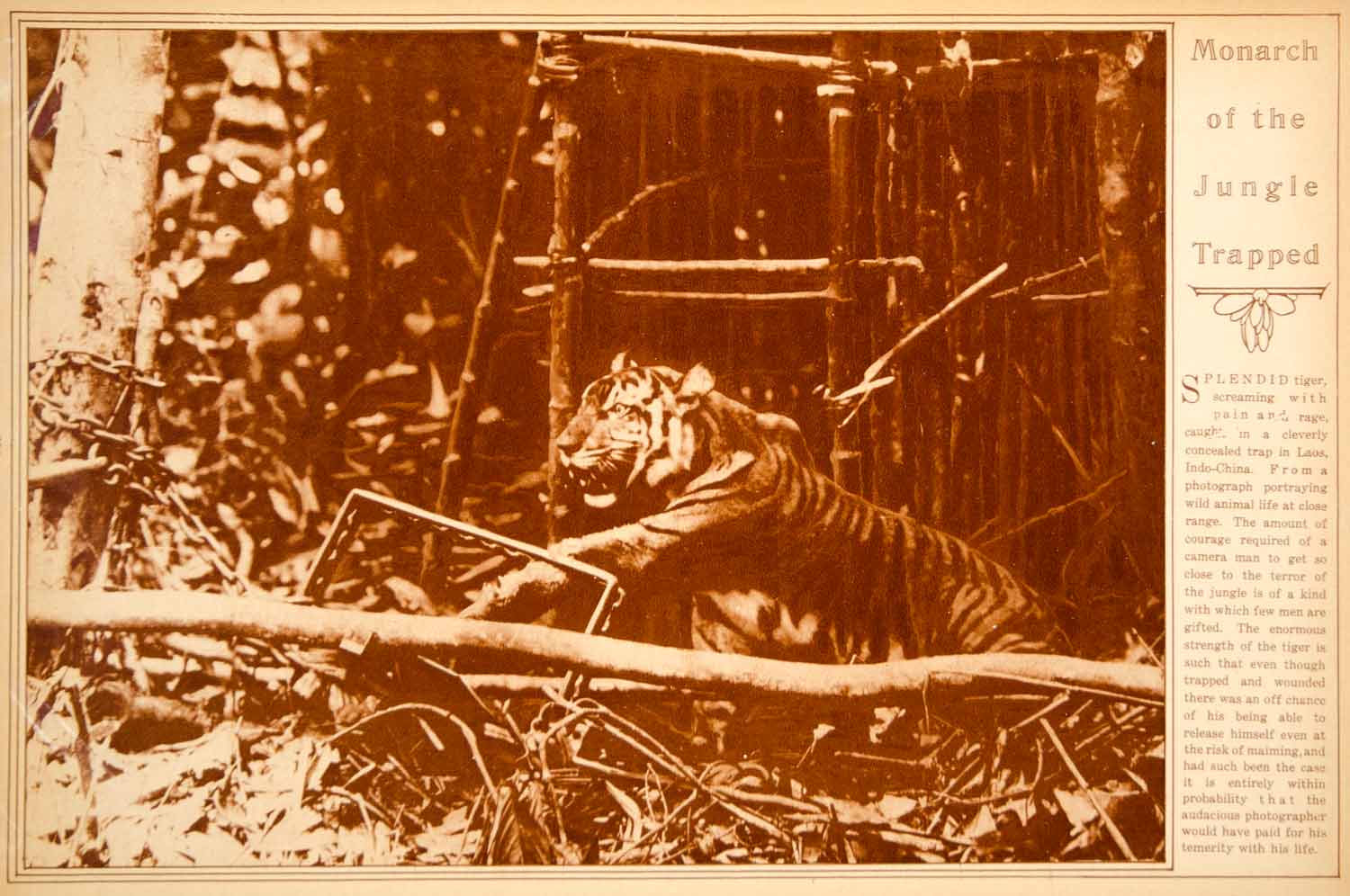 1923 Rotogravure Tiger Jungle Trap Large Cat Laos Endangered Wildlife Animal