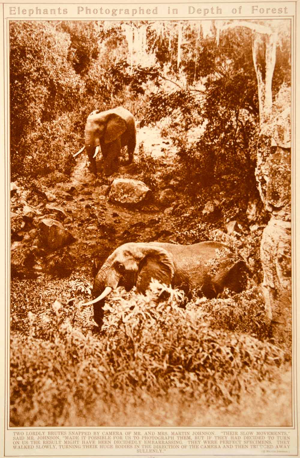 1923 Rotogravure African Forest Elephants Elephantidae Mammal Animal Wildlife