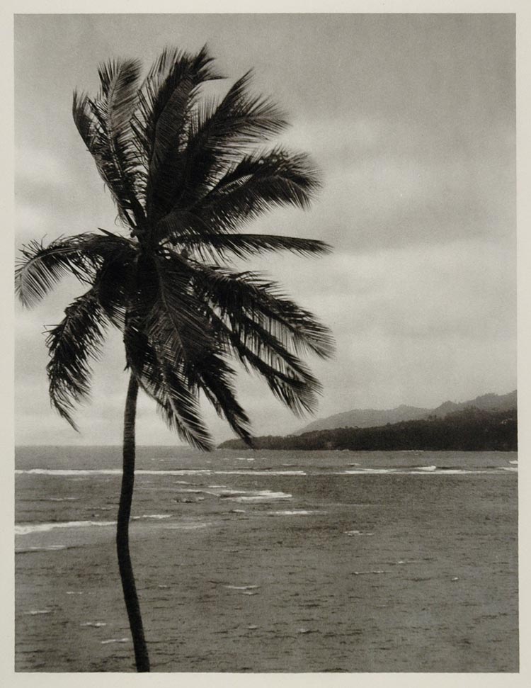 1931 Palm Tree Coast Antilles Island Caribbean Sea - ORIGINAL PHOTOGRAVURE SA2
