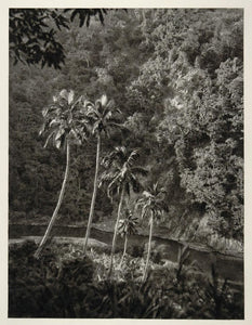 1931 Wedgewater Valley Jamaica Palm Trees Landscape - ORIGINAL PHOTOGRAVURE SA2