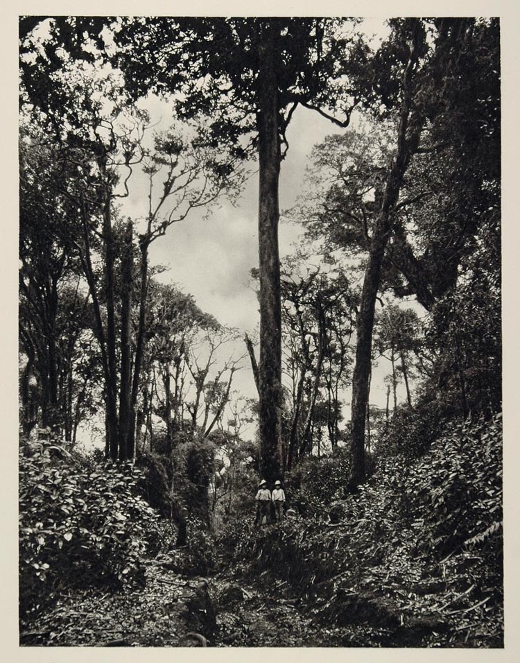 1931 Virgin Cloud Forest Rainforest Poas Costa Rica - ORIGINAL PHOTOGRAVURE SA2