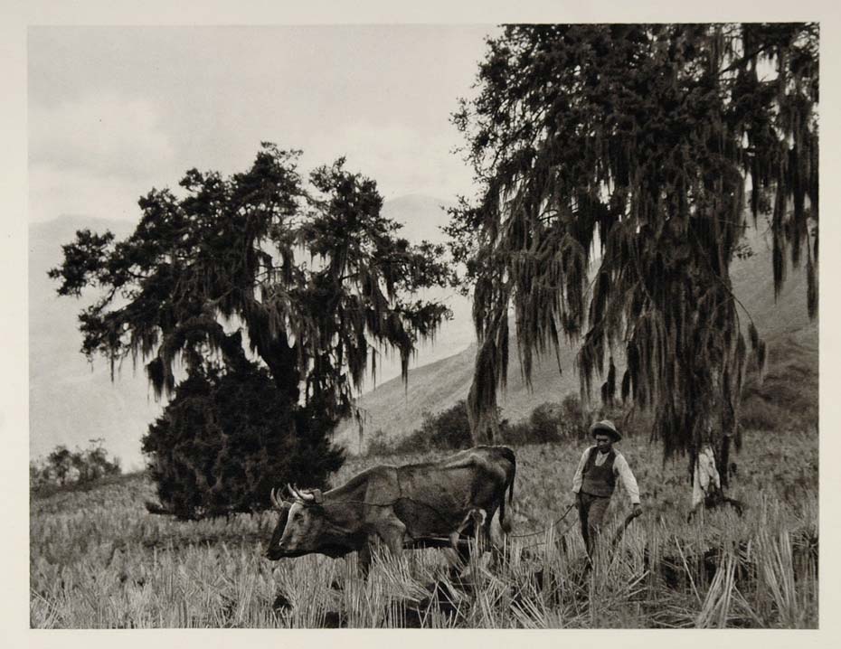 1931 Bolivian Indian Man Plowing Oxen Sallapata Bolivia - ORIGINAL SA2