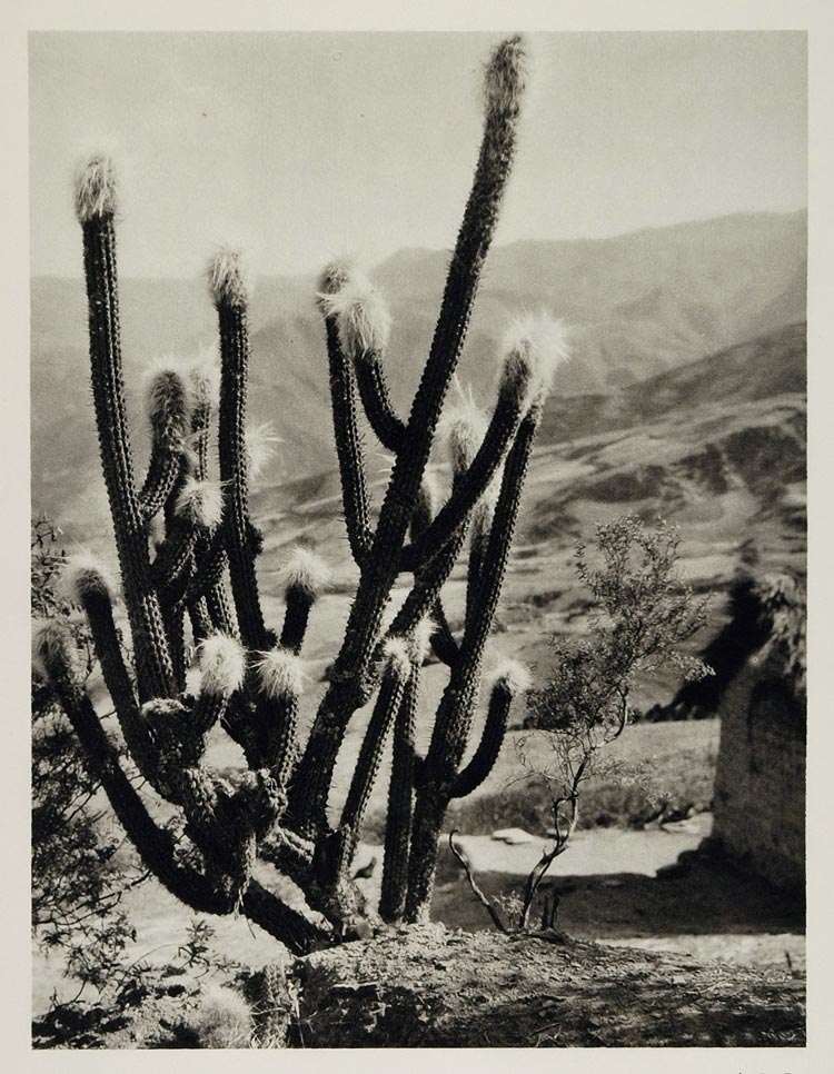 1931 Cactus Plant La Paz Bolivia Mountain Photogravure - ORIGINAL SA2
