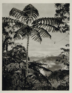 1931 Giant Fern Mapiri Rainforest Bolivia Photogravure - ORIGINAL SA2