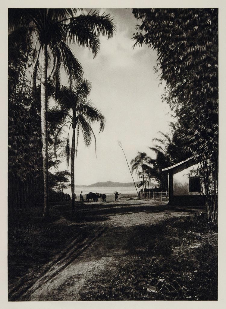 1931 Rural Landscape Palm Trees House Bertioga Brazil - ORIGINAL SA2
