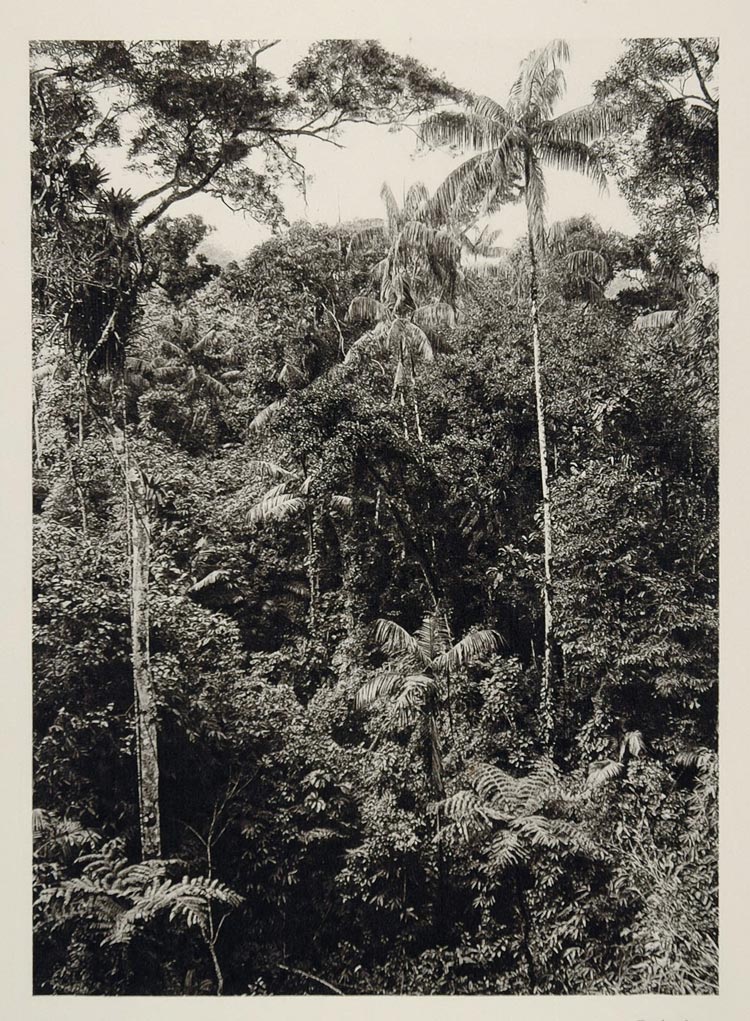 1931 Rainforest Virgin Forest Landscape Palms Brazil - ORIGINAL PHOTOGRAVURE SA2