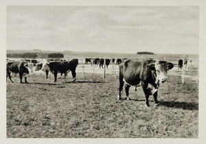 1931 Cattle Bulls Grazing Pampas Argentina Photogravure - ORIGINAL SA2