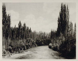 1931 Water Canal Eucalyptus Trees Mendoza Argentina - ORIGINAL PHOTOGRAVURE SA2