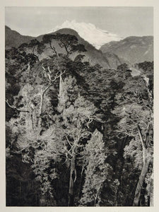 1931 Volcan Tronador Volcano Forest Chile Photogravure - ORIGINAL SA2