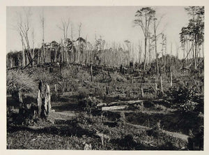 1931 Burned Forest Fire Southern Chile Photogravure - ORIGINAL PHOTOGRAVURE SA2