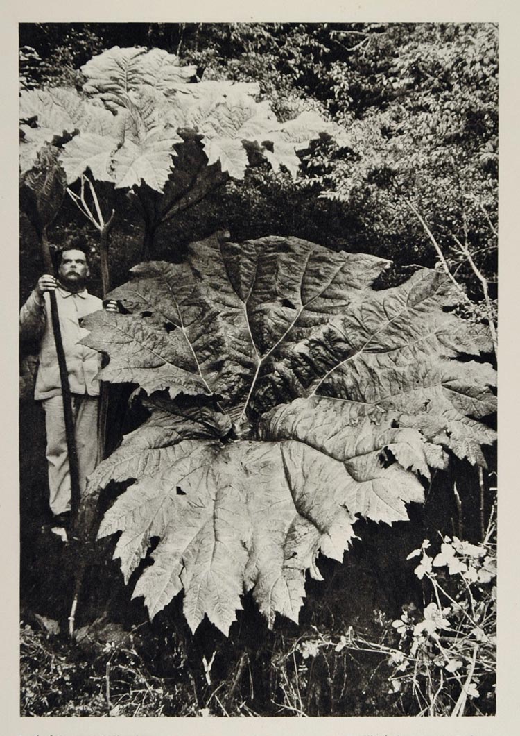 1931 Gunnera Chilensis Tinctoria Leaf Chile UNUSUAL - ORIGINAL PHOTOGRAVURE SA2