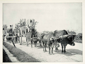 1898 Print Spanish American War Oxen Cart Supply Train Wagon Military Image SAW1