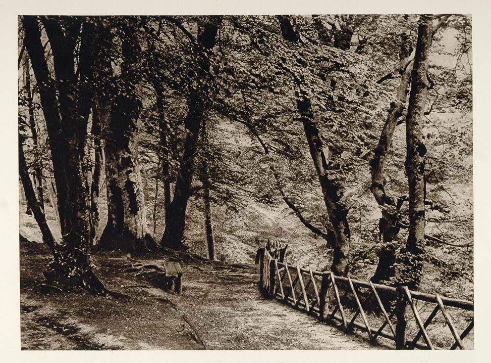 1924 Lellinge Forest Landscape Path Trees Koge Denmark - ORIGINAL SC1