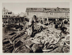 1930 Fish Fishing Fisherman Lofoten Norway Photogravure - ORIGINAL SC2