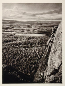 1930 Birch Wood Forest Petsamo Pechenga Lapland Russia - ORIGINAL SC2