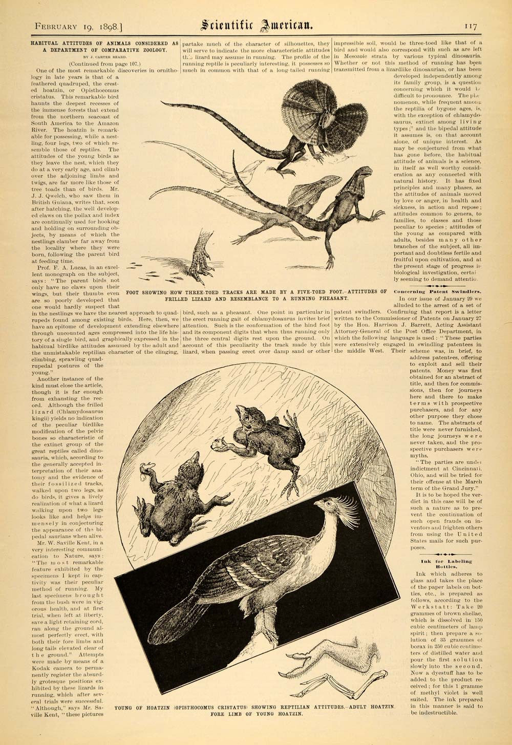 1898 Article Scientific Frilled Lizards Hoatzin Zoology - ORIGINAL SCA1 - Period Paper
