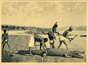 1921 Crocodile Hunters Africa African Men Reptile Print ORIGINAL HISTORIC SCI1
