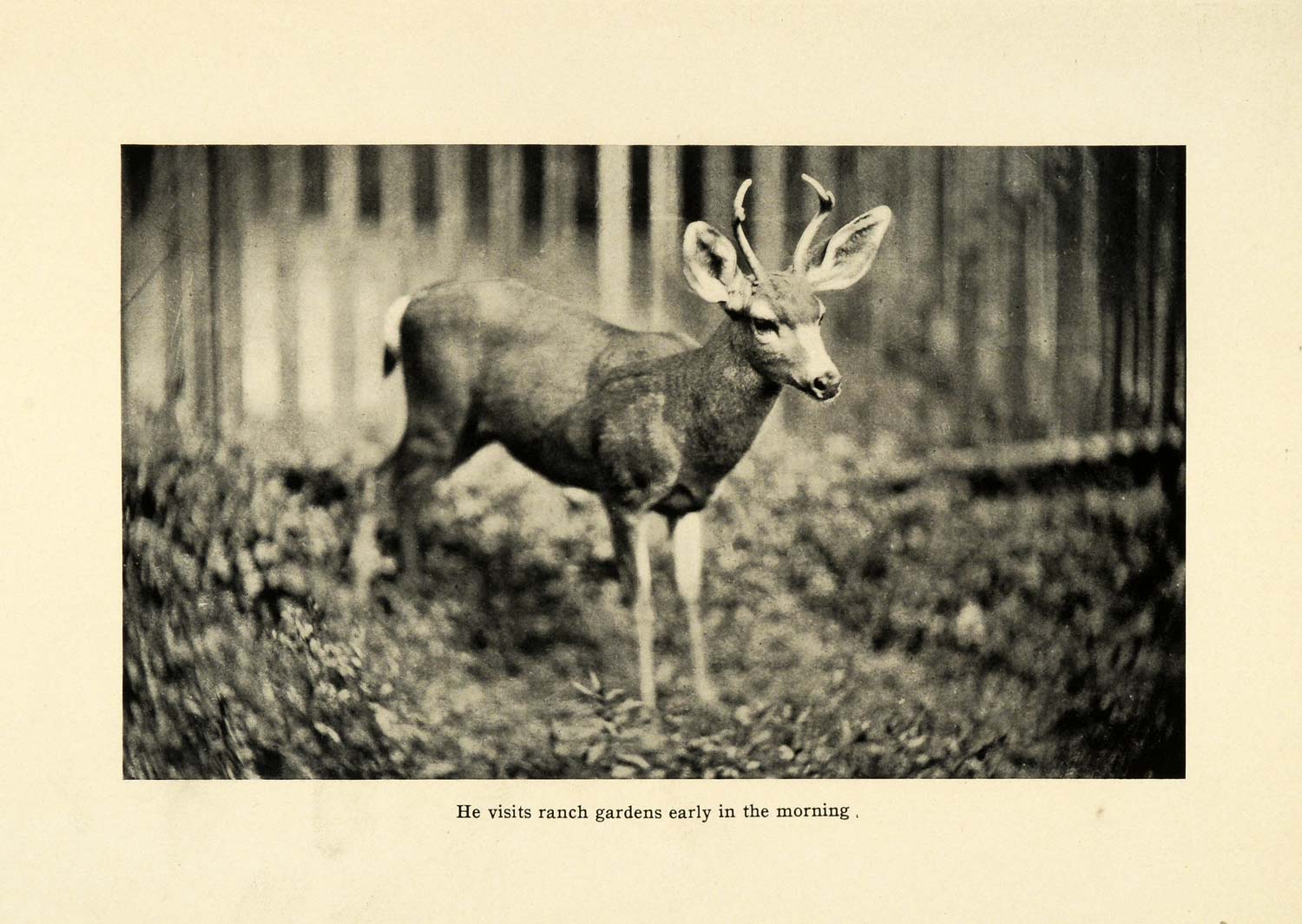1906 Print Young Buck Horns Photo Whitetail Deer Hunting Wildlife Wild SCP1