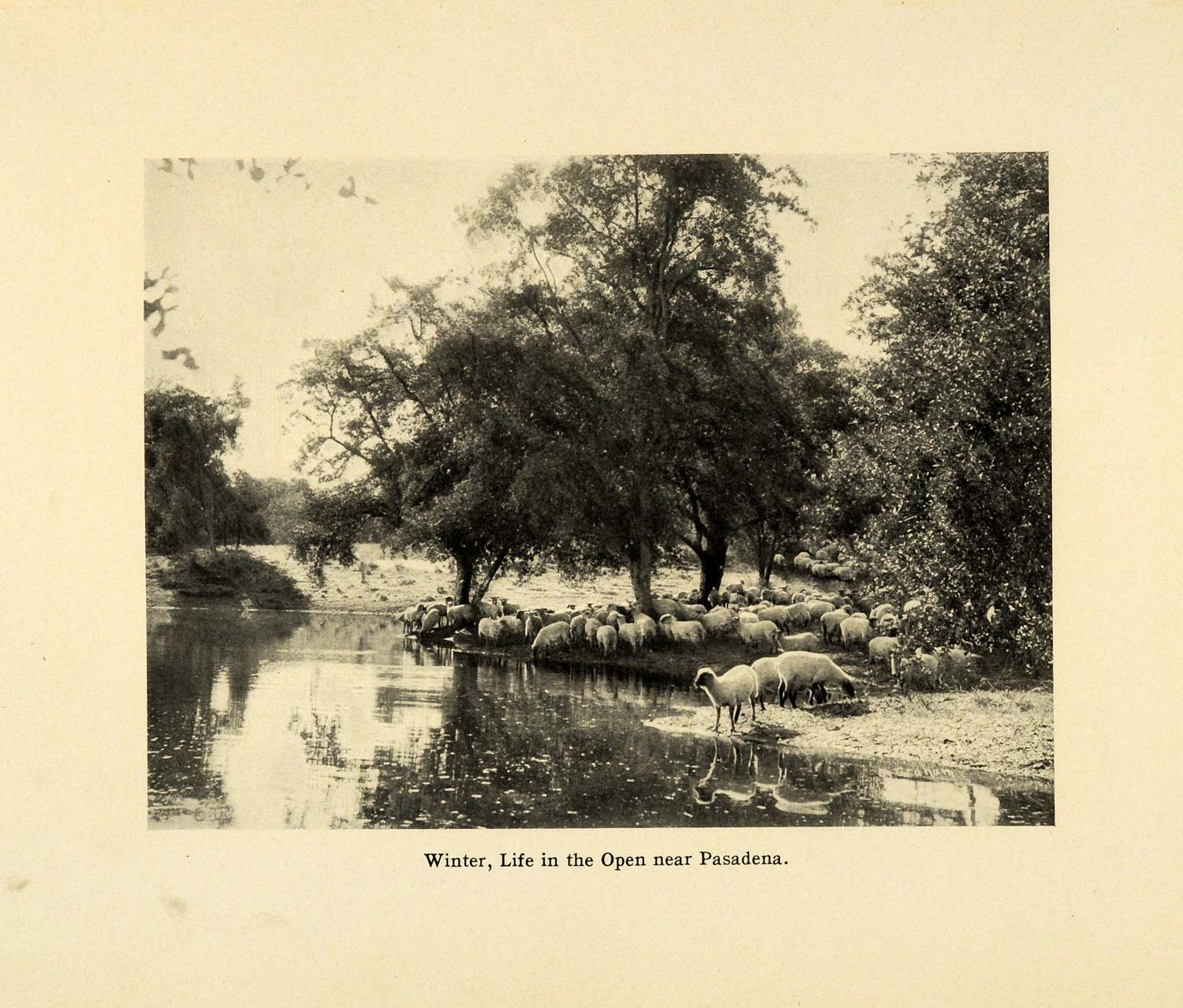 1906 Print Pasadena California Winter Landscape Sheep Livestock SCP1