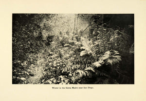 1906 Print Sierra Madre Fern Forest Landscape San Diego California Los SCP1