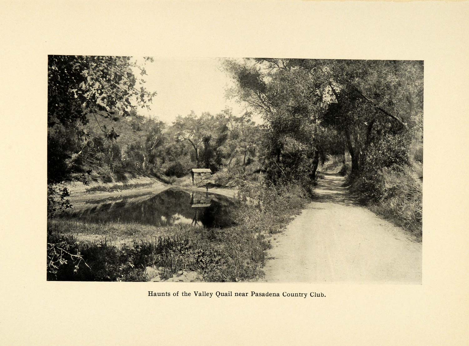 1906 Print Hunting Valley Quail Pasadena Country Club California Landscape SCP1