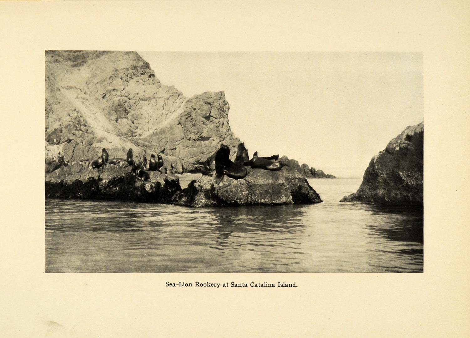 1906 Print Sea Lion Rookery Breeding Santa Catalina Island California SCP1