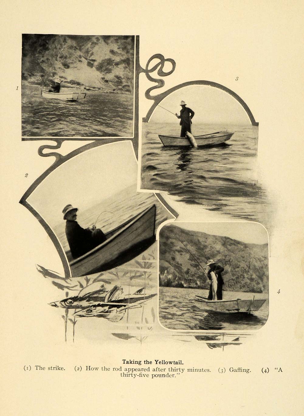 1906 Print 35 Pound Yellowtail Fish Fishing Fishermen Boating California SCP1