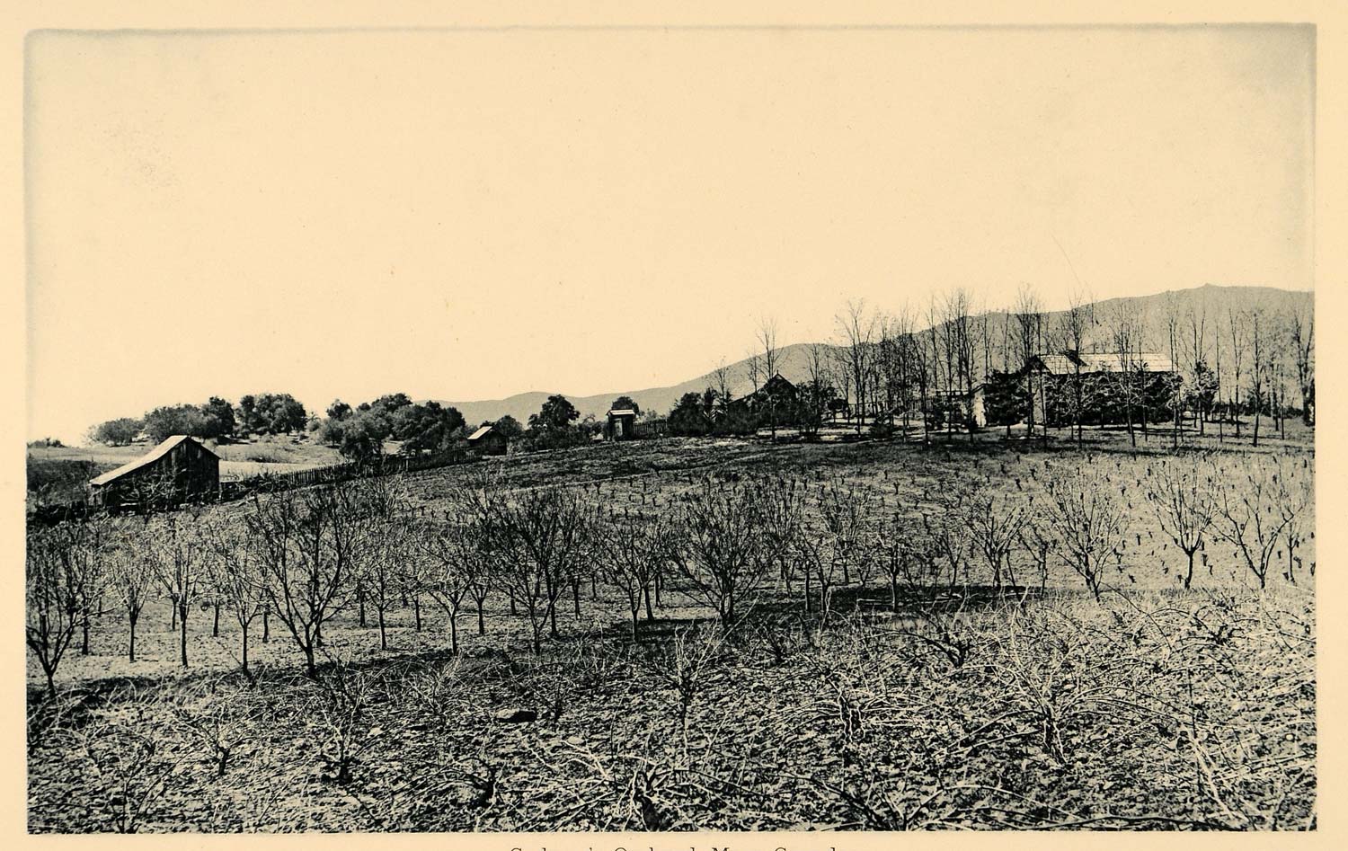 1887 Gedney Orchard Mesa Grande San Diego County Print - ORIGINAL SD1