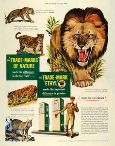 1950 Ad Lion Leopard Jaguar Tiger Lynx Ethyl Antiknock Compound Fluid Oil SEP5