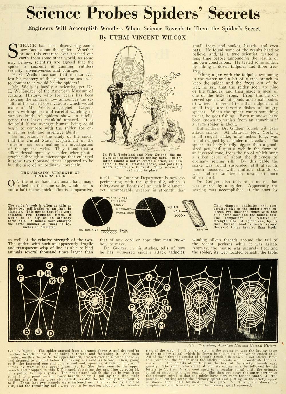 1928 Article Spider Webs Fishing Net Natural History H. G. Wells Dr. E W SI1