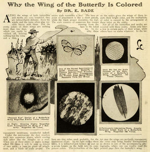 1920 Article Lepidopterology Butterfly Wing Colors Markings Entomology SI1