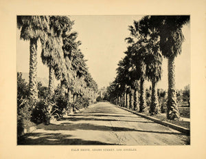 1906 Print Palm Trees Drive Adams Street Los Angeles California Historic Image