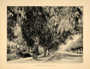 1906 Print Adams Street Los Angeles California Trees Sidewalk Historic Image