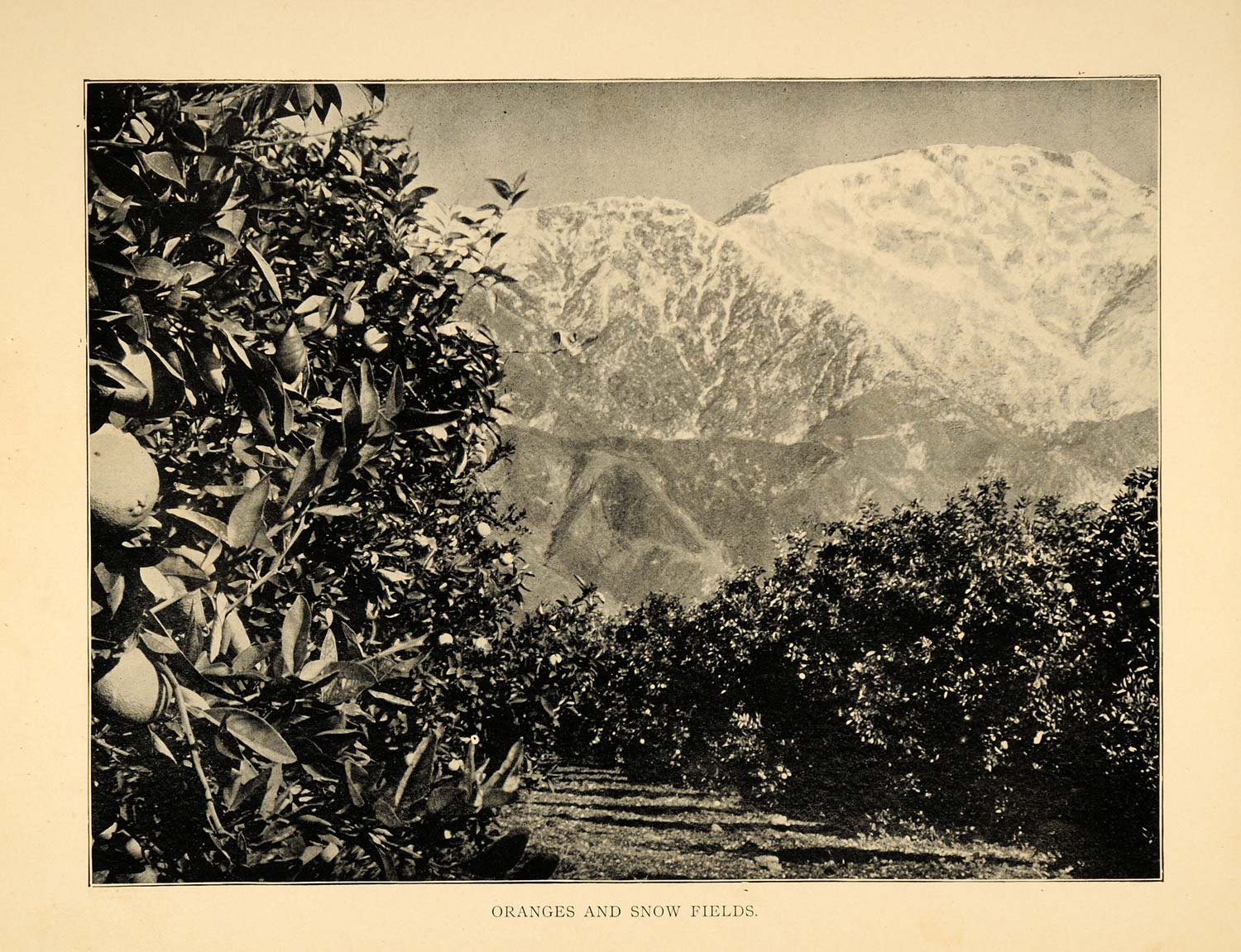1906 Print Orange Grove Mountain Peaks Snow Southern California Landscape