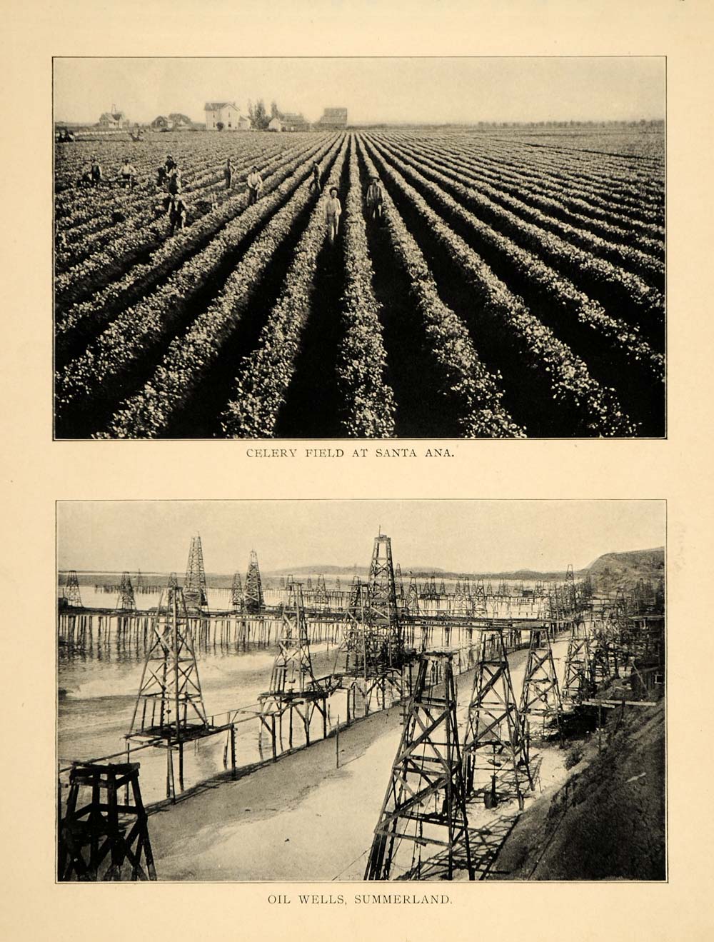 1906 Print Celery Field Santa Ana Oil Wells Summerland California Historic Image