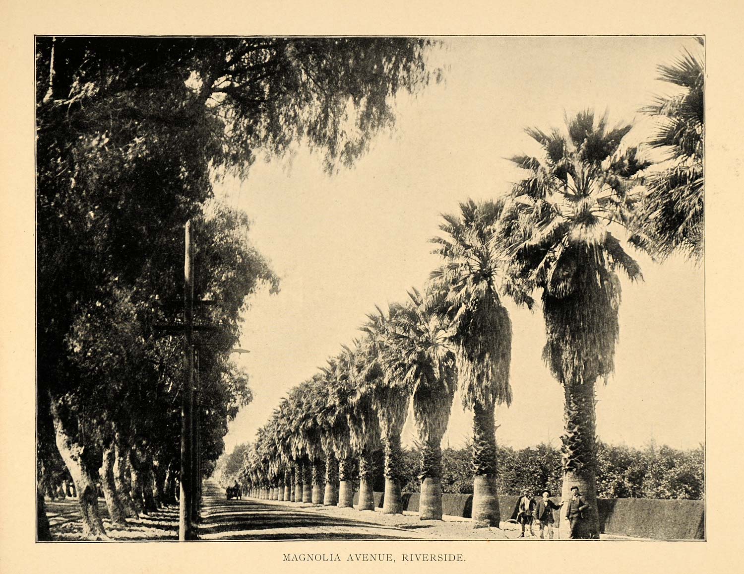 1906 Print Magnolia Avenue Riverside California Street Palm Trees Historic Image