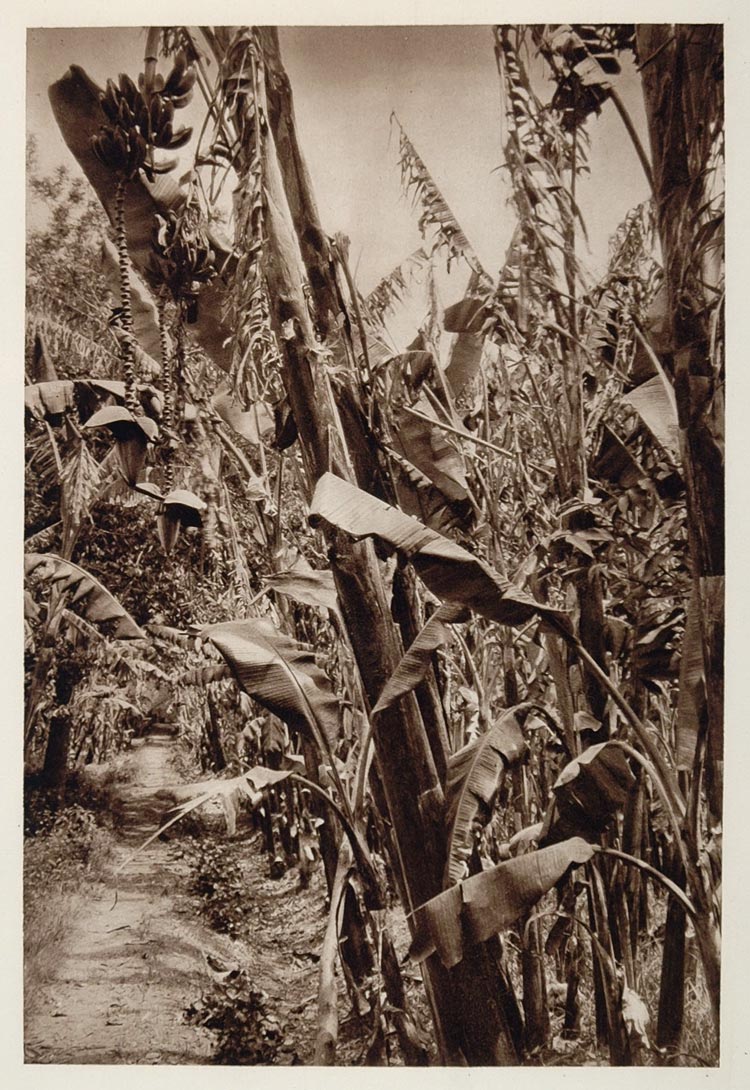 1928 Banana Plantation Platanos Malaga Andalusia Spain - ORIGINAL SP2