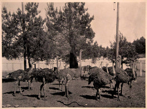 1894 Print California Midwinter World's Fair Ostrich Farm Exhibit Isaiah W SSC1