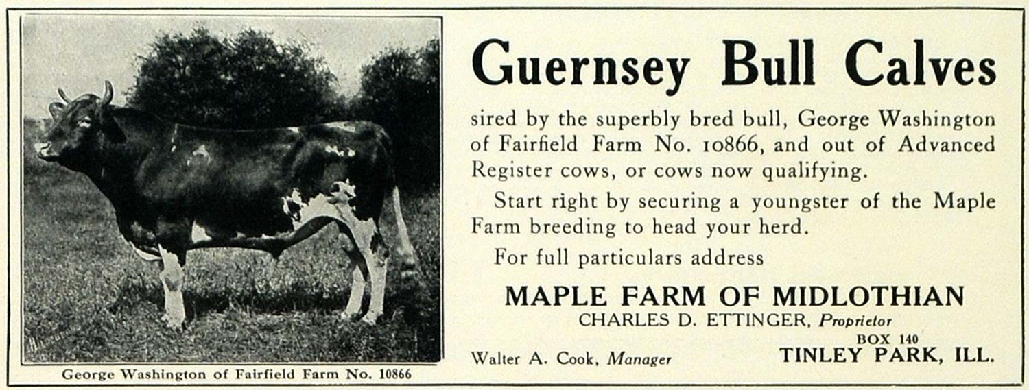 1913 Ad Maple Farm Midlothian Guernsey Bull Calves Farm - ORIGINAL SUB1