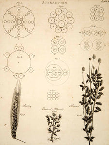 1807 Copper Engraving Barley Bastard Alkanet Burnet Plant Chemistry Science TCF1 - Period Paper
